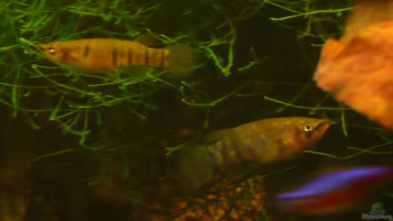 Querbandhechtlinge von Josef Schachtner (11)