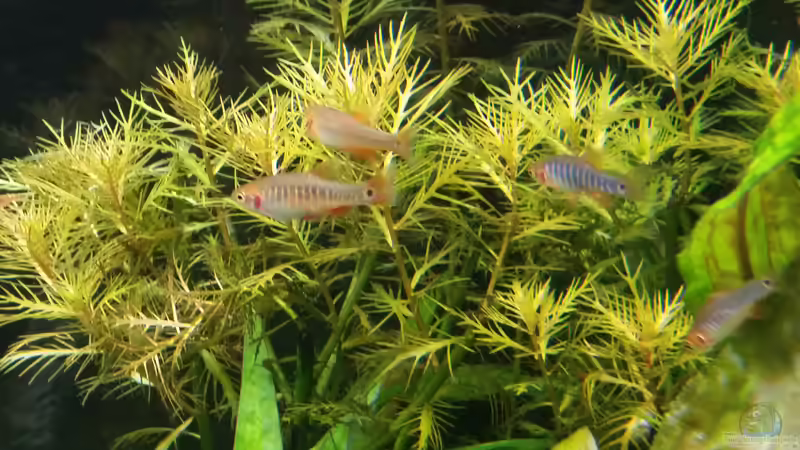 Querstreifen-Zwergbärbling (Danio erythromicron) von Ichigo (40)