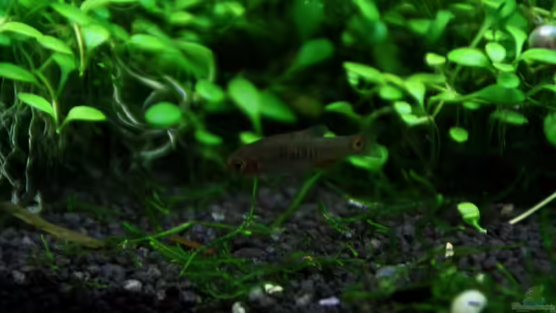 Querstreifenrasbora von Arami Gurami (16)