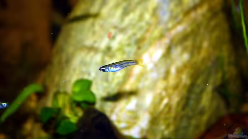 quicklebendig und neugierig von Falk (72)