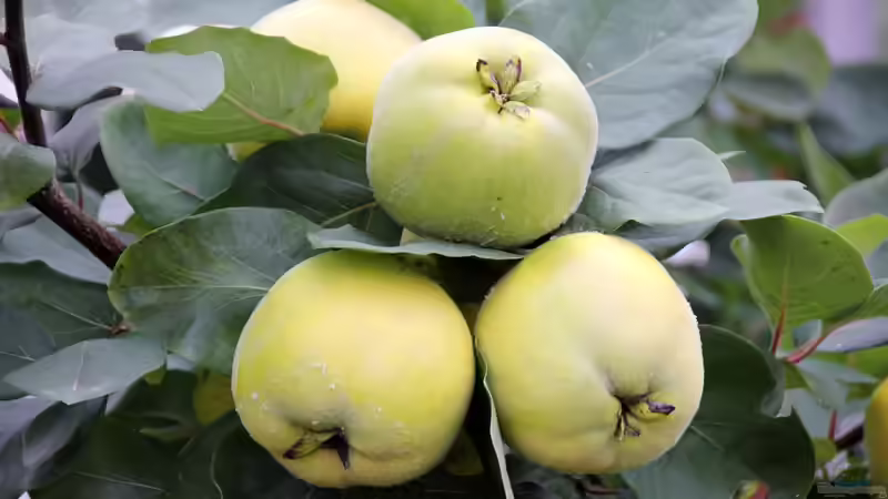 Quitten im Herbst: Ernte, Lagerung, Pflege und Verarbeitung