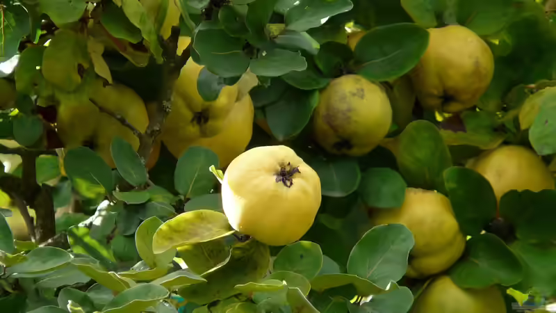 Quitten im Herbst: Ernte, Lagerung, Pflege und Verarbeitung
