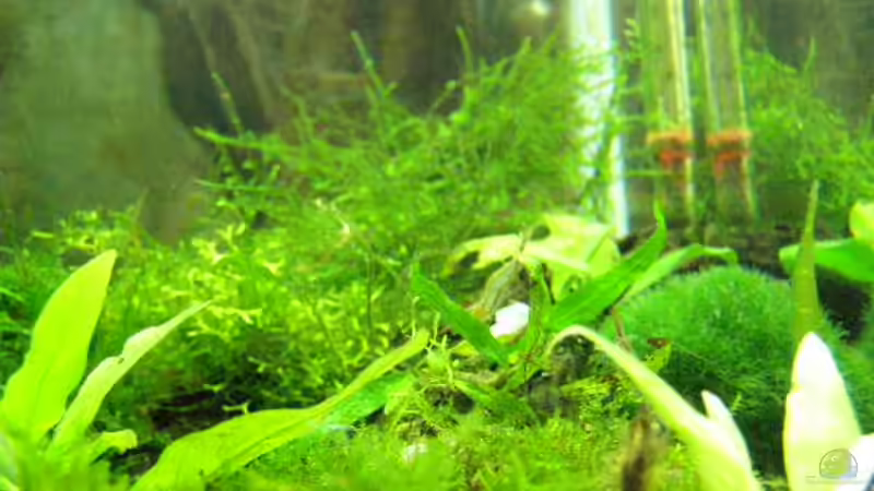 Caridina gracilirostris im Aquarium halten (Einrichtungsbeispiele für Rote Nashorngarnele)
