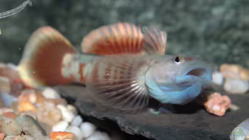 R. zhoui in Imponierpose von Ferrika (3)