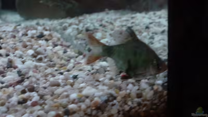 R.I.P!  Wir trauern um Paintball, Er ist in Erfüllung seiner Pflicht leider von von Dominik Laufer (8)