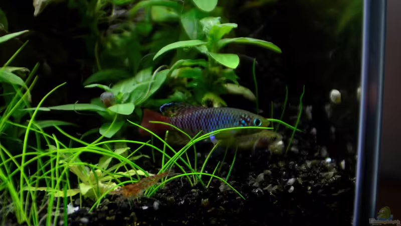 Rachows Prachtgrundkärpfling von Rotkopfsalmler (12)