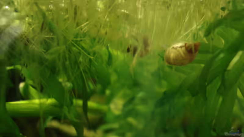 Radixschnecken (Schlammschn.) hängen gerne an den Schwimmpflanzen! von Aquilegia (15)