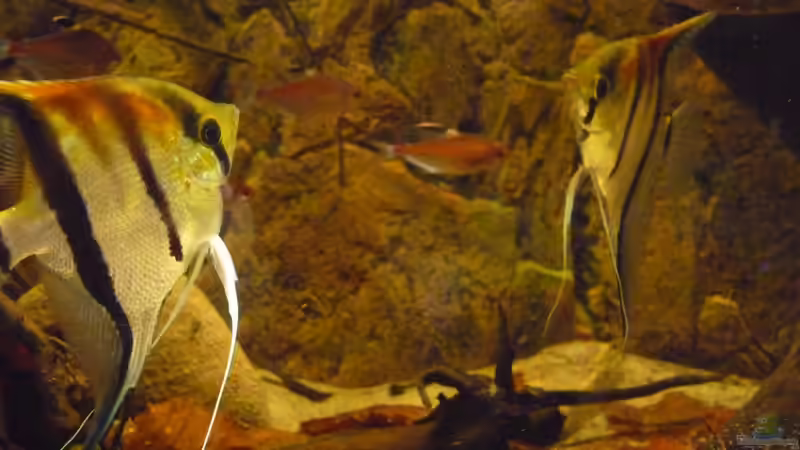 Ränkelspielchen von DerImperator (47)