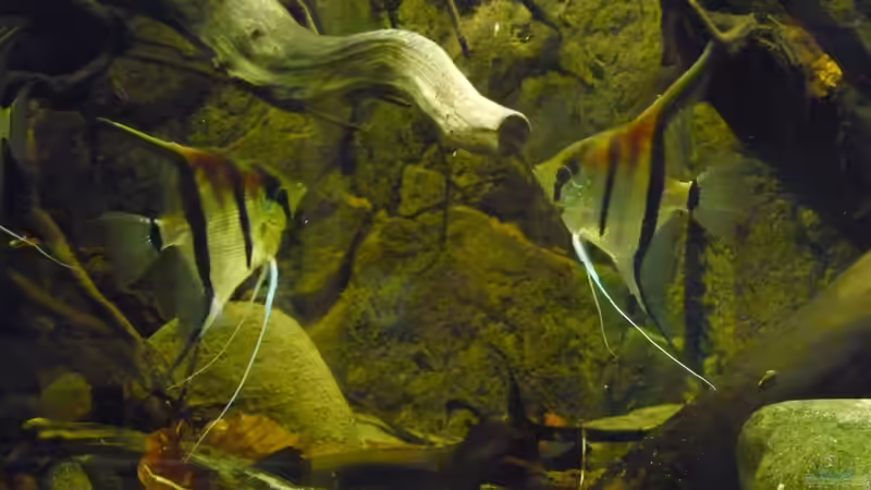 Ränkelspielchen von DerImperator (53)