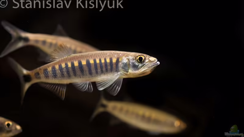 Raiamas christyi von Stanislav Kislyuk (14)