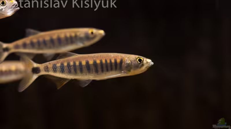 Raiamas christyi von Stanislav Kislyuk (15)