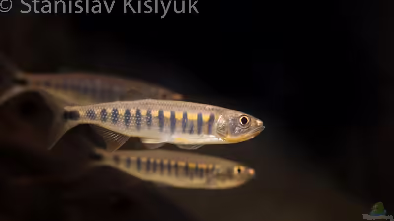 Raiamas christyi von Stanislav Kislyuk (18)