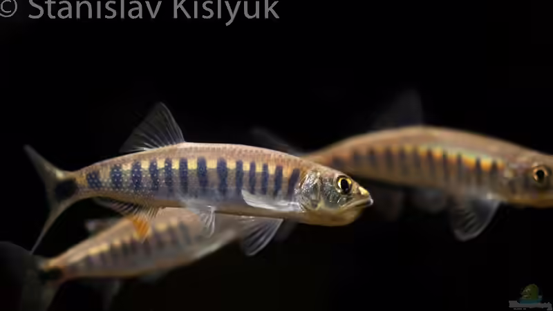 Raiamas christyi von Stanislav Kislyuk (9)