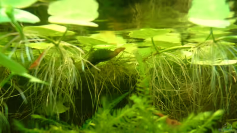 Ralph von Herzilein (38)