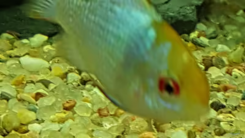 Ramerizzi blaue Form von Aqua-Ossie (12)