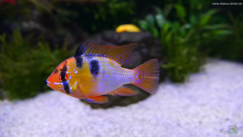 Rami Bock von Diskus-Direkt (14)