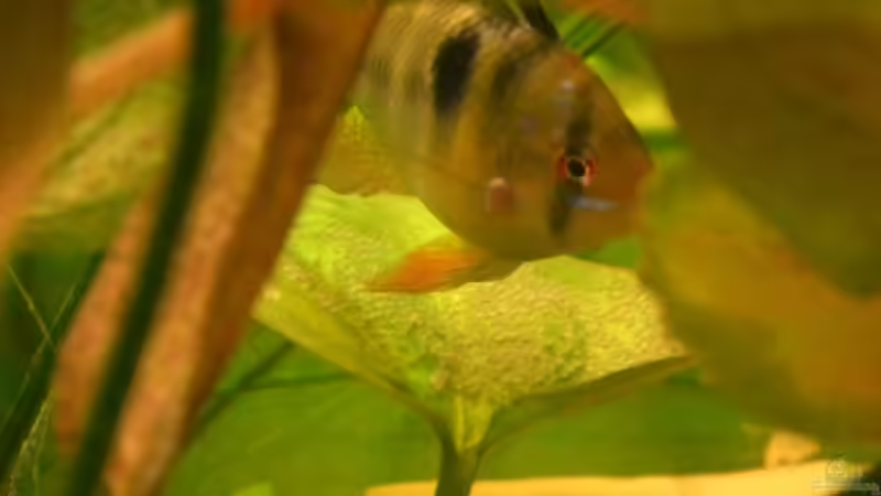 rami mit eier von Cliff Lehmann (28)