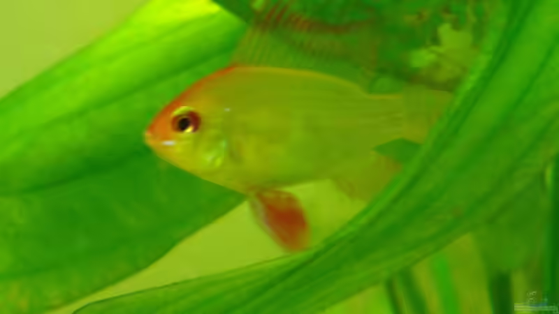 Ramirezi beim ablaichen von Fabian Ber (29)