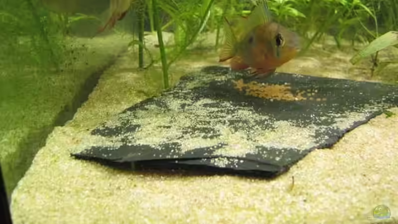 ramirezi beim eierlegen von furt (29)