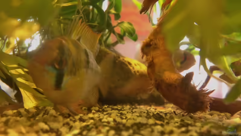 Ramirezi Bock im Portrait (schwimmt nun in einem anderen Becken) von Pillemann77 (22)