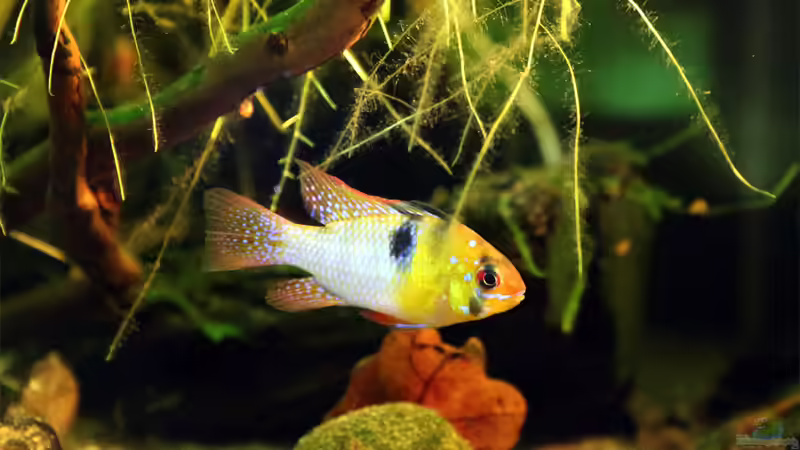 Ramirezi-Bock von Martin Ihde (33)