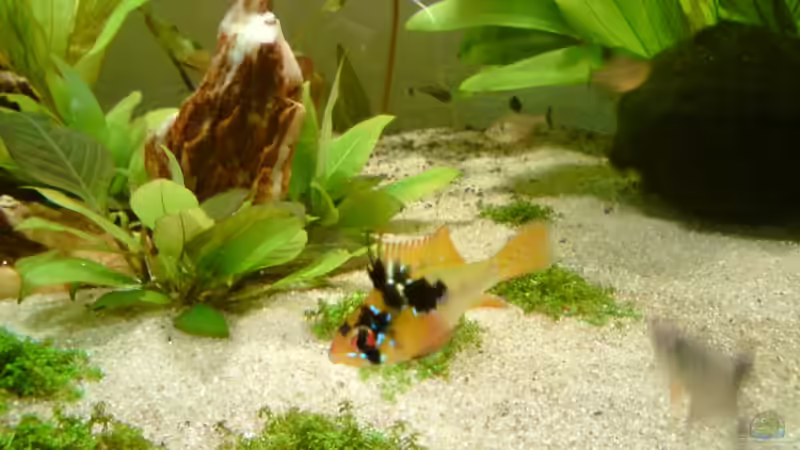 Ramirezi-Dame allein ... von Still (8)