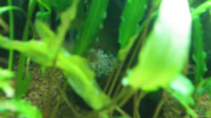 ramirezi Eier... von Thomas Ahrens (19)