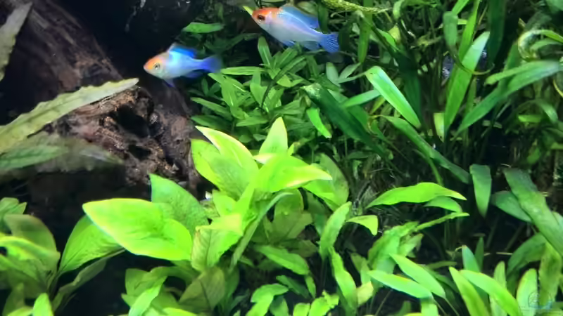 Ramirezi Icy Blue - Paar von Vancouver2010 (122)