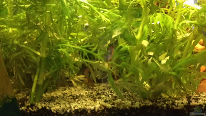 Ramirezi im Hygrophila-Gebüsch (gehört nicht mehr zum Besatz) von Pillemann77 (20)