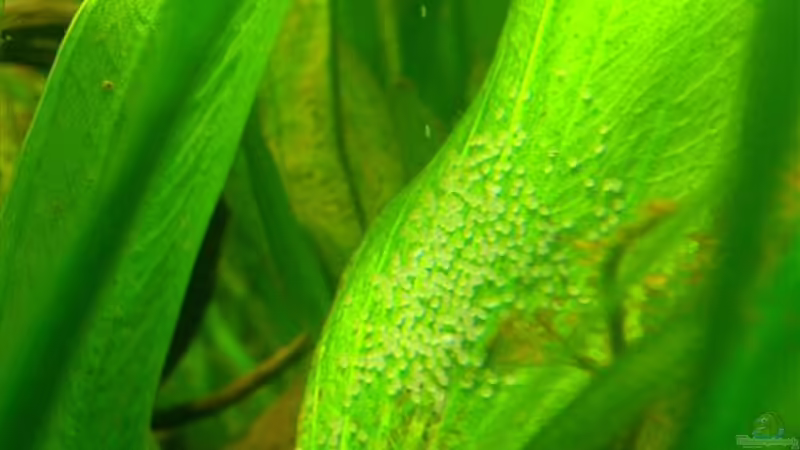 Ramirezi Laich von Fabian Ber (28)