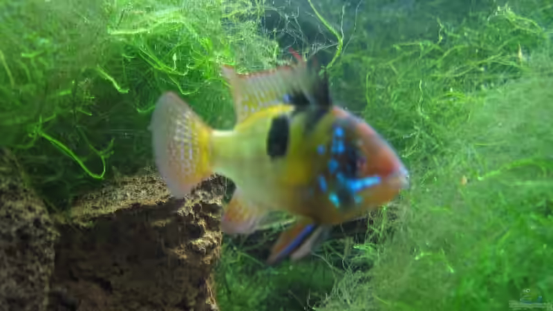 Ramirezi M (01.03.09) von Frank Förster (19)