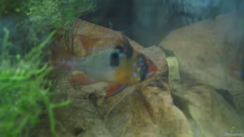 Ramirezi M (17.02.09) von Frank Förster (18)