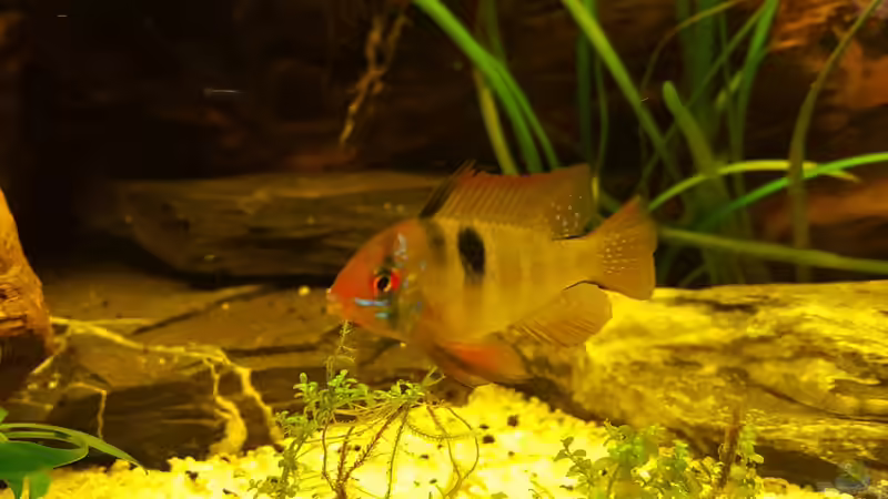 Ramirezi Männchen streift durchs Revier von painless Tdb-music (29)