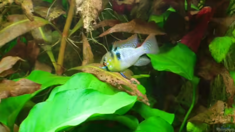 Ramirezi Männchen von SpL (28)