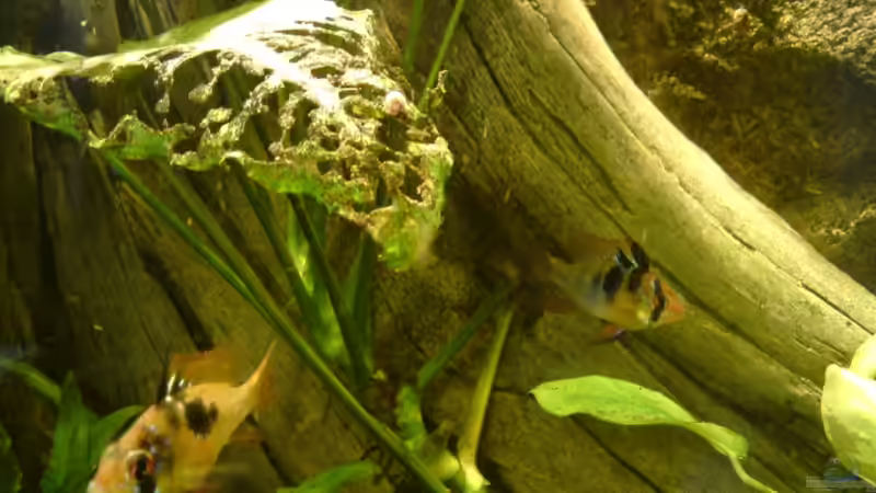 Ramirezi-Paar - sie im Vorder-, er im Hintergrund von Still (3)