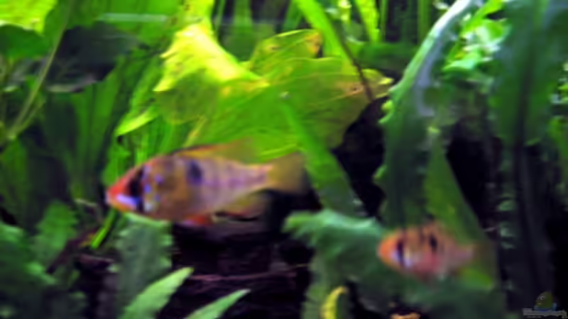 Ramirezi Paar von Jens Holzner (12)