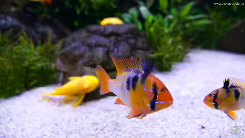 Ramirezi von Diskus-Direkt (12)