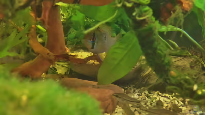 Ramirezi Weibchen im Wurzelversteck (gehört nicht mehr zum Besatz) von Pillemann77 (14)