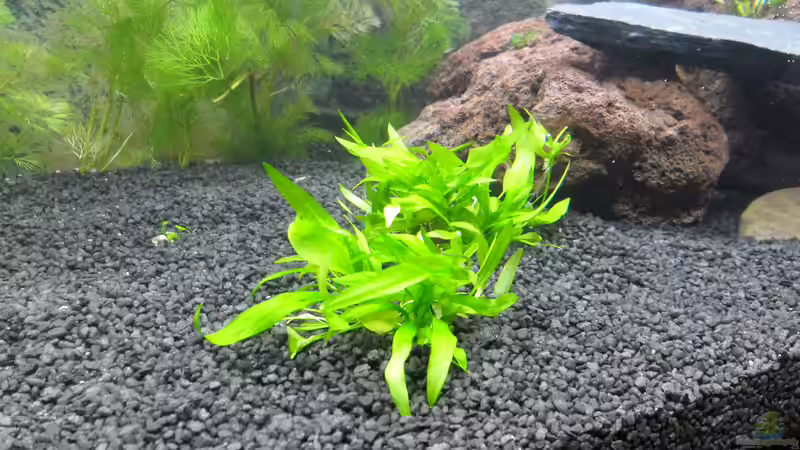 Ranalisma rostratum von Uwe M. (13)