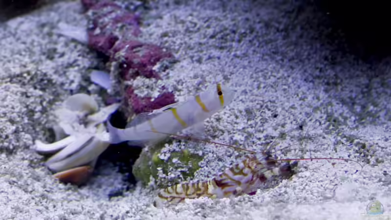 Randalli mit Knalli von Azalee (21)