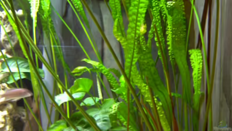 Randbepflanzung mit Cryptocoryne aponogetifolia  von Limited (6)
