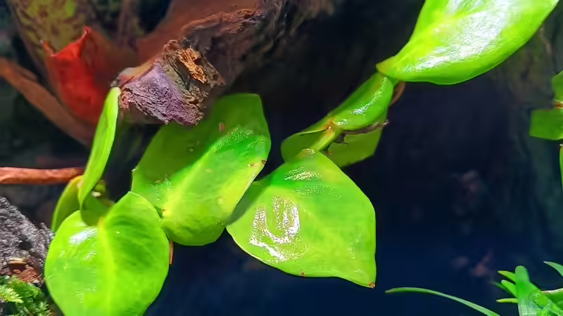 Raphiodophora hayi von Junglist (4)