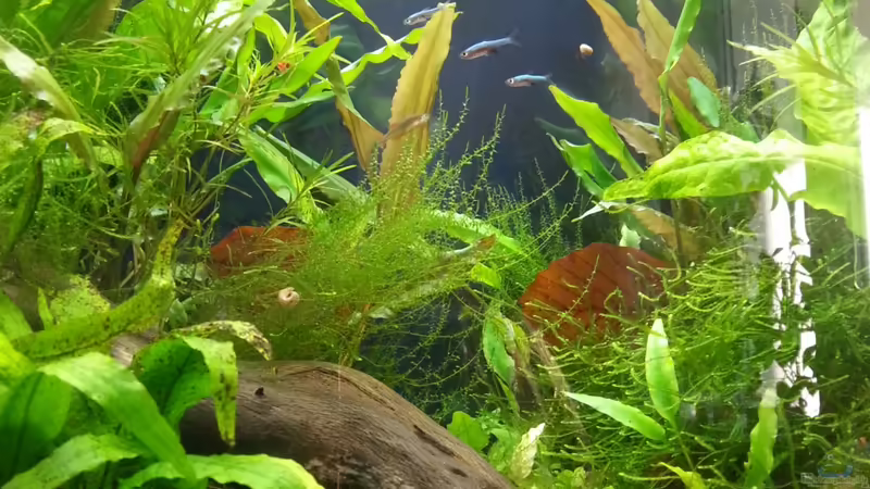 Rasbora Axelrodi von Melanie (13)