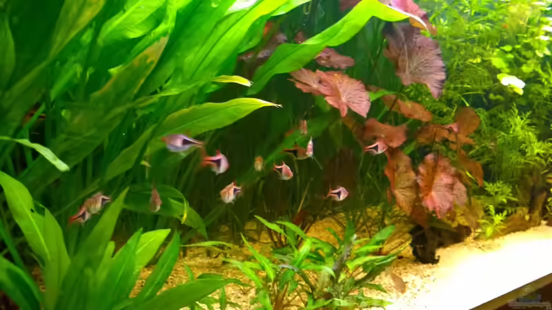 Rasbora bei den Echinodorus von Hans-Walter Bandt (2)