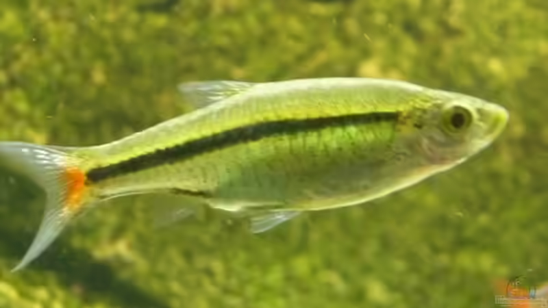 Rasbora borapetensis im Aquarium halten (Einrichtungsbeispiele für Rotschwanzbärblinge)