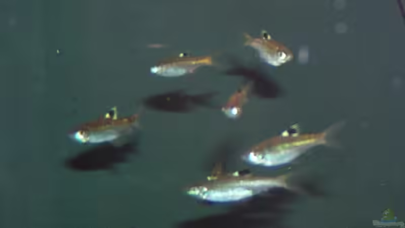 Brevibora dorsiocellata im Aquarium halten (Einrichtungsbeispiele für Augenfleckbärblinge)