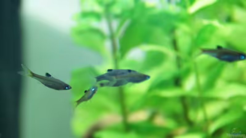 Brevibora dorsiocellata im Aquarium halten (Einrichtungsbeispiele für Augenfleckbärblinge)