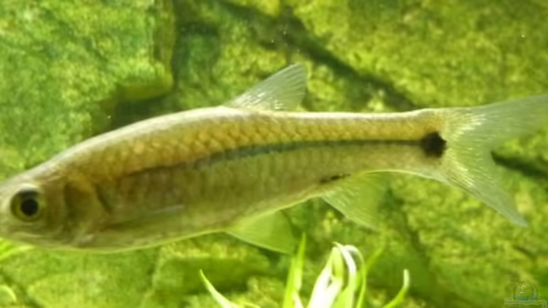 rasbora eindthoveni von Christiane Feldmann (39)