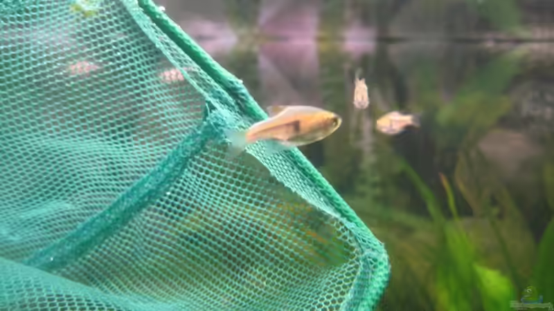 Rasbora Arten im Aquarium halten (Einrichtungsbeispiele für Rasbora)