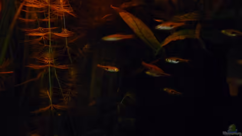 Rasbora espei im ´Morgengrauen´ von Steffen S. (18)